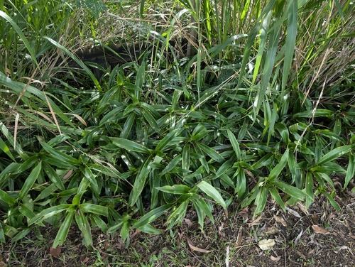 Image of Callisia fragrans by (c) Lewis, some rights reserved (CC BY-SA)