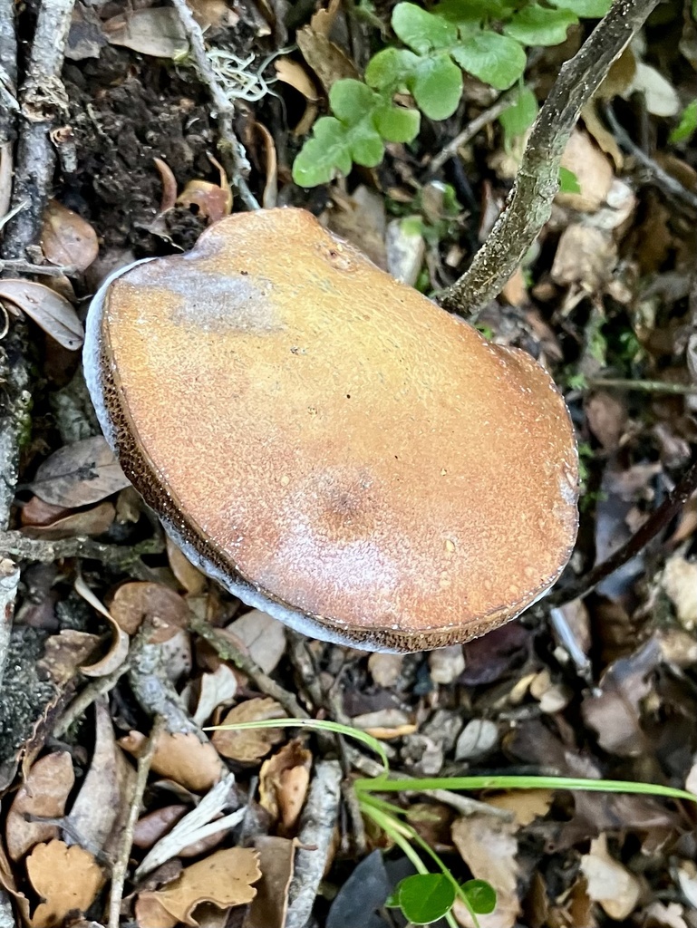 Chalciporus piperatus · February 2025 · photo: © bihnz (iNaturalist, cc-by)