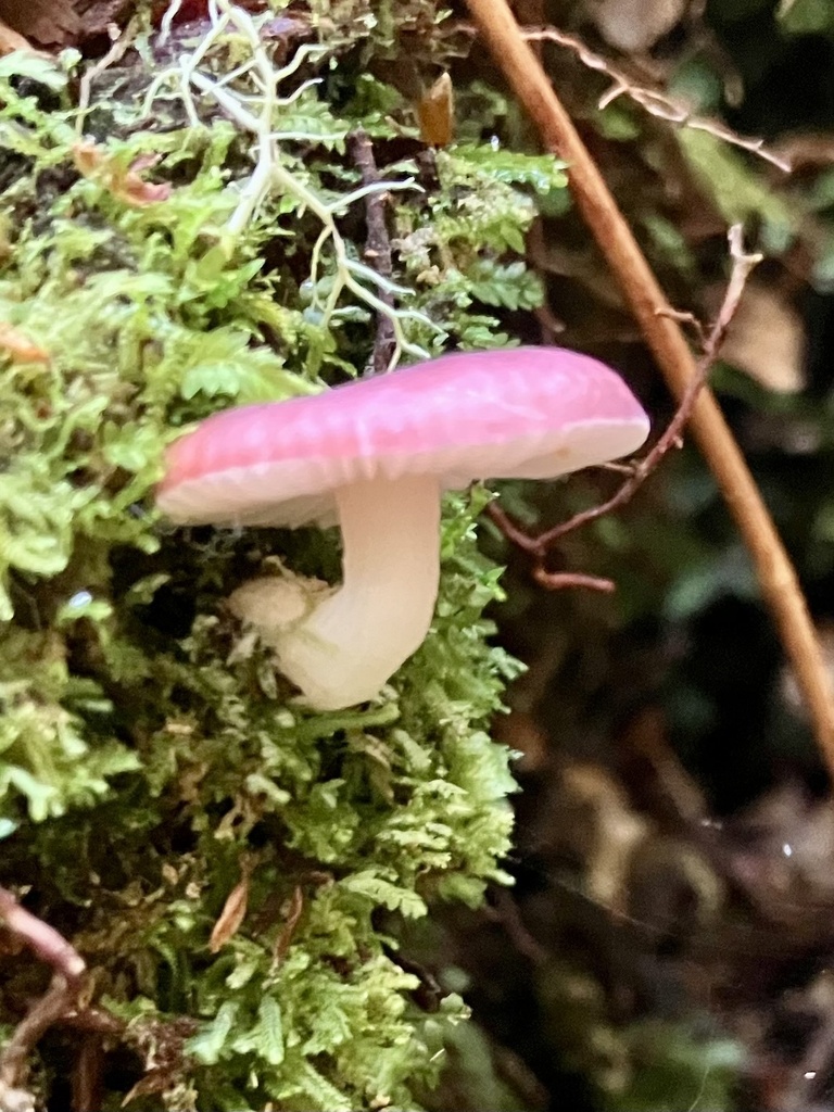 Russula roseopileata · February 2025 · photo: © bihnz (iNaturalist, cc-by)