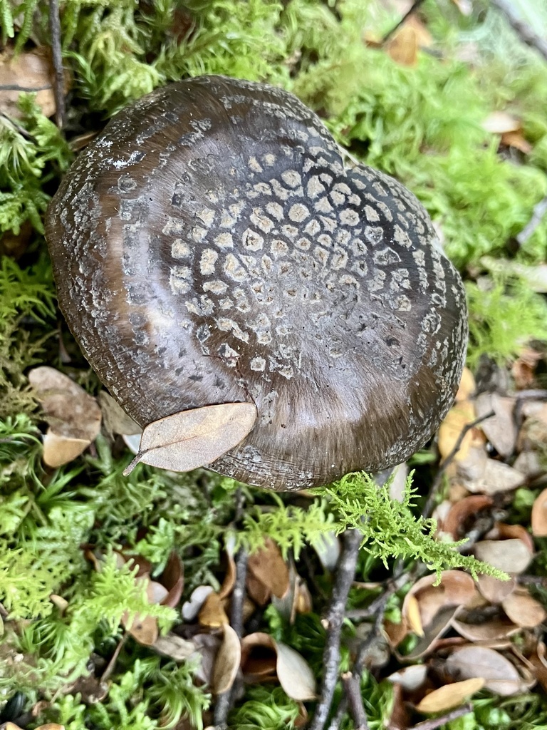 Amanita nothofagi · February 2025 · photo: © bihnz (iNaturalist, cc-by)