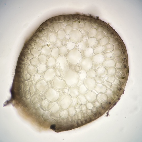 Laurencia sodwaniensis