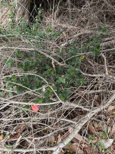 Image of Barleria repens by (c) Lewis, some rights reserved (CC BY-SA)