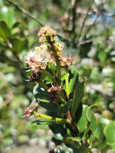 Syzygium cuneifolium, 2025-02-02