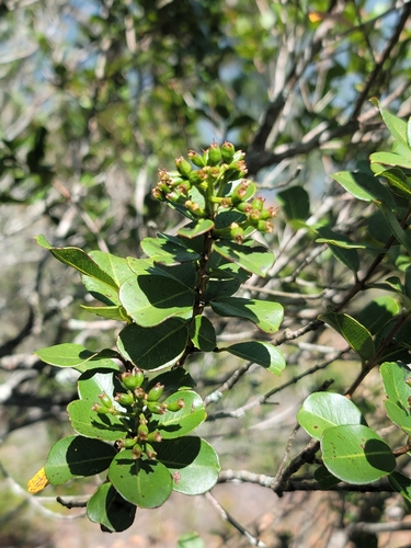 Syzygium cuneifolium, 2025-02-02