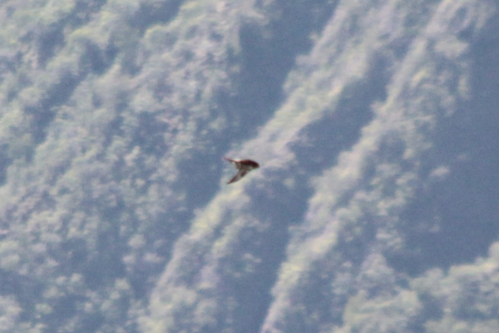Mascarene Swiftlet (Aerodramus francicus), photo 7