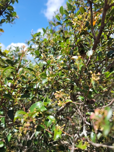 Syzygium cuneifolium, 2025-02-02