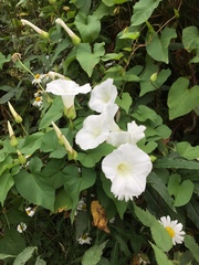 Calystegia silvatica