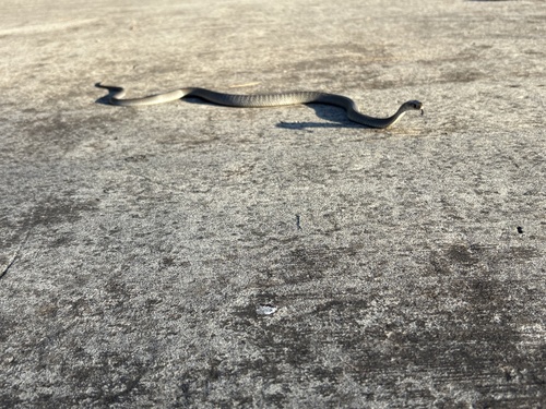 Eastern Brown Snake sighting