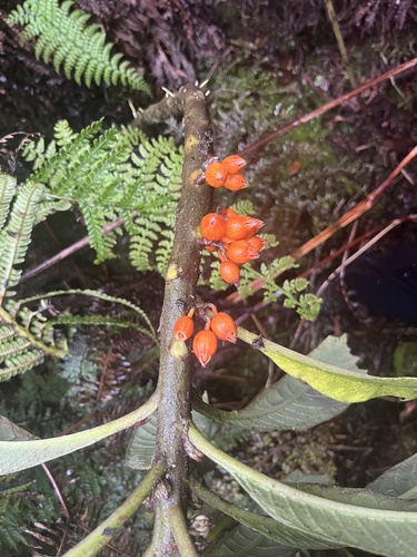 Cyanea kunthiana observed 2025-02-05