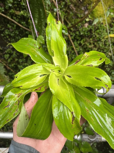 Dubautia plantaginea observed 2025-02-05