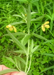 Lysimachia hybrida