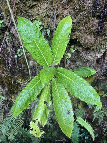 Cyanea aculeatiflora observed 2025-02-05