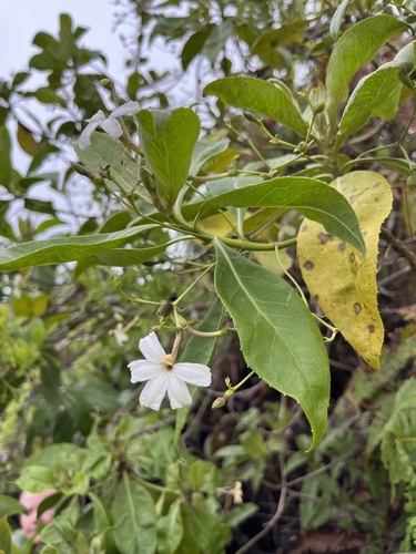 Scaevola chamissoniana observed 2025-02-06