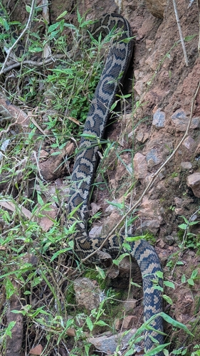 Coastal Carpet Python sighting