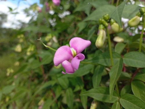 Sphenostylis stenocarpa