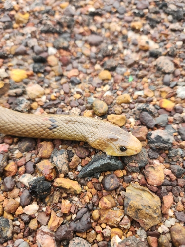 Northern Brown Snake sighting