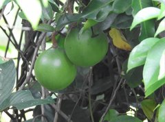 Melodinus suaveolens