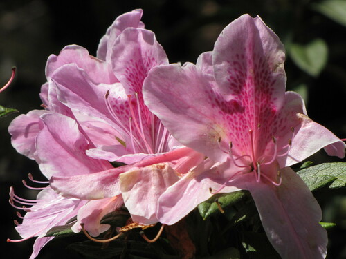 Rhododendron eriocarpum