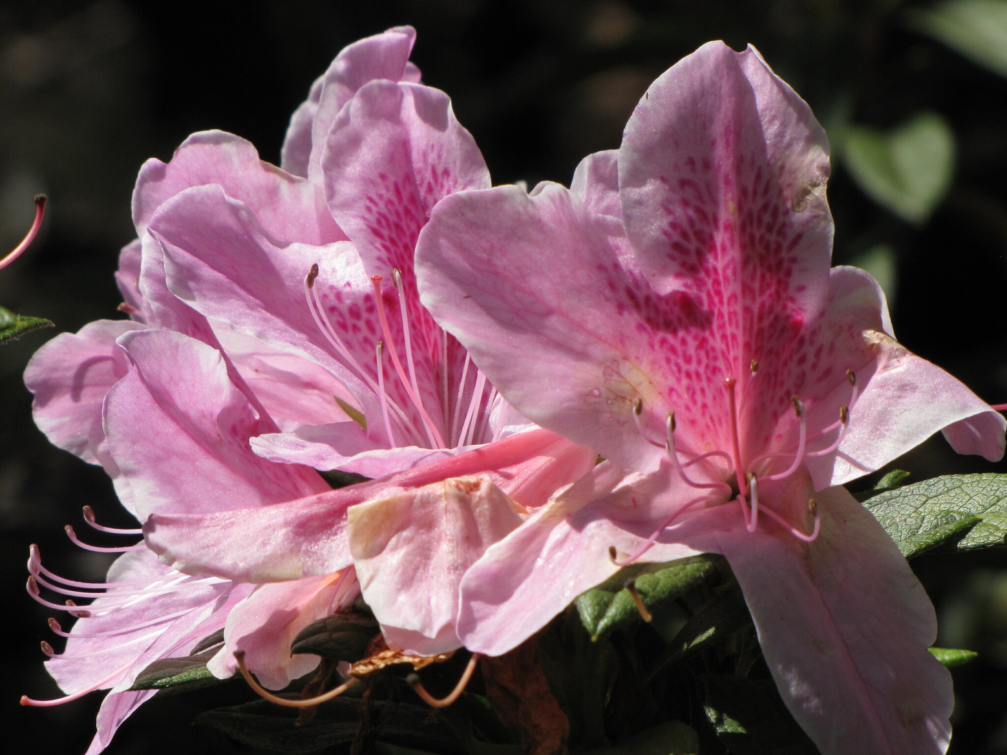 Rhododendron eriocarpum
