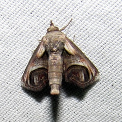 Paectes oculatrix
