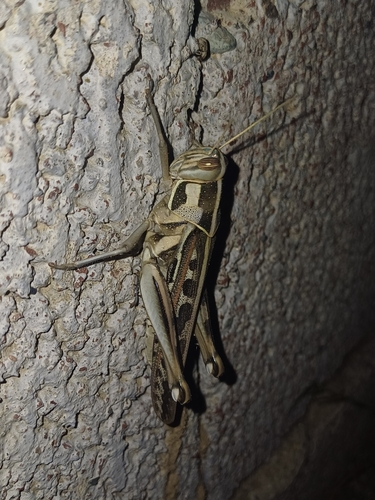 Brown‐spotted Locust