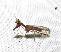 Leptomantispa pulchella