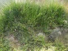 Eleocharis tenarum