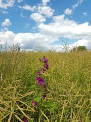 Malva sylvestris mauritiana