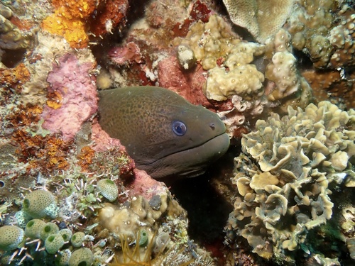 Giant Moray Eel