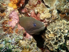 Giant Moray Eel