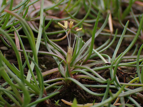 Littorella uniflora