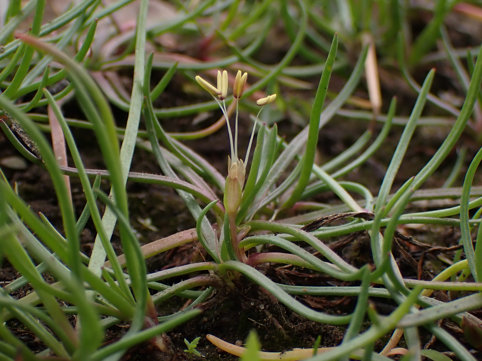 Littorella uniflora