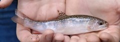 Salvelinus fontinalis image
