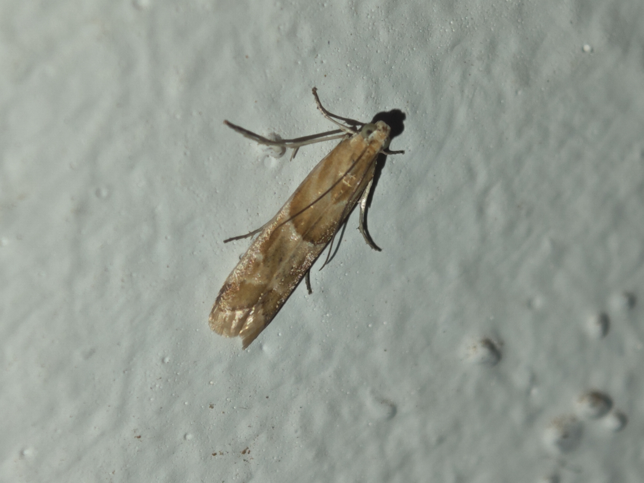 Ancylosis convexella