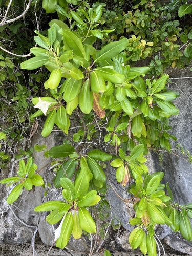Bikkia palauensis observed 2024-12-28