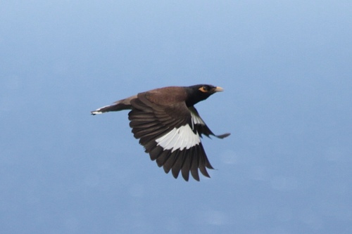 Acridotheres tristis