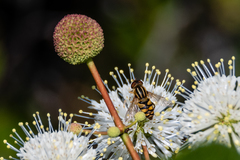 Parhelophilus integer