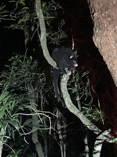 Short-eared Brush-tailed Possum, Lamington, AU-QL, AU, photo 9 of 10