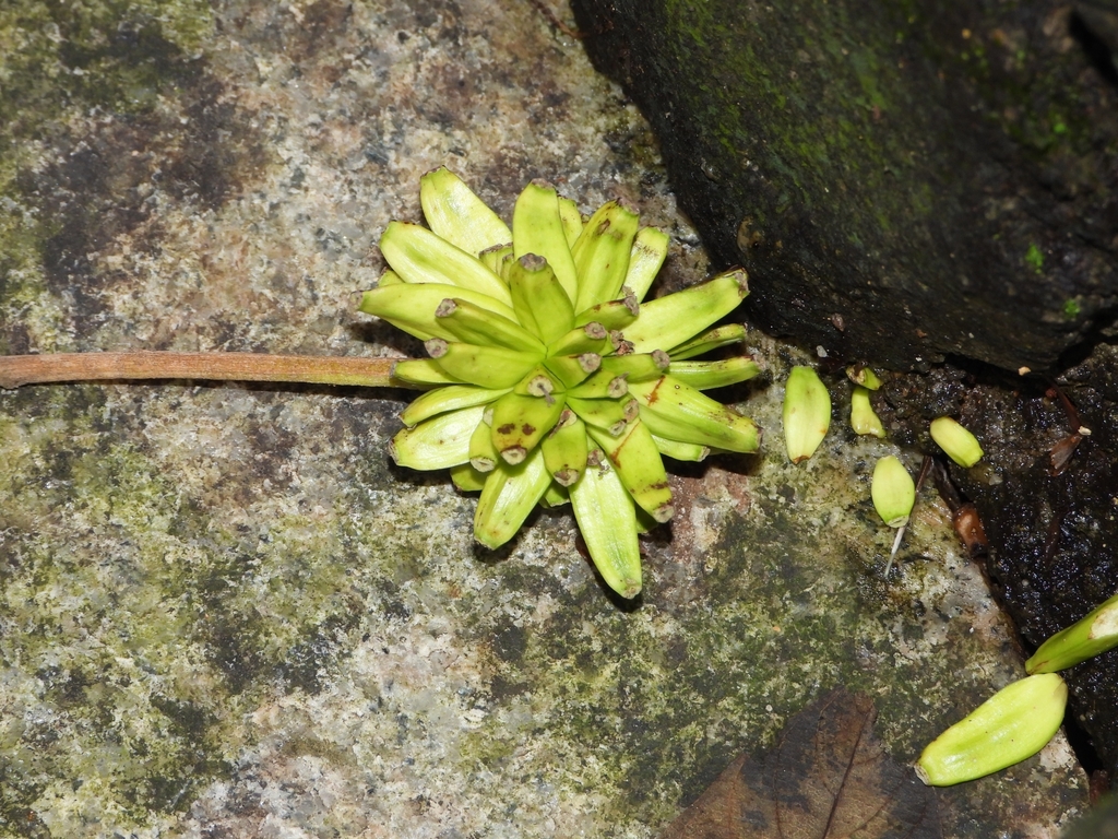 Camptotheca acuminata; photograph (c) 卢江离, some rights reserved (CC BY)