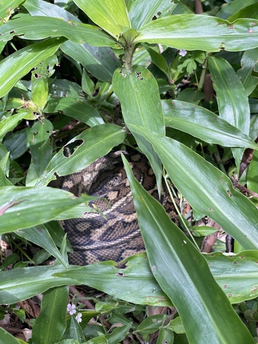 Coastal Carpet Python sighting