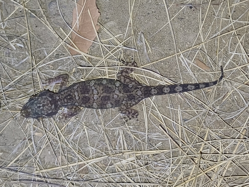 Yemen Short-fingered Gecko, Stenodactylus yemenensis