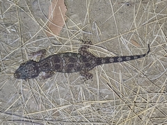 Yemen Short-Fingered Gecko photo 3