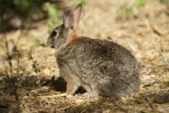Sylvilagus floridanus