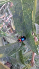 Asphaera abdominalis