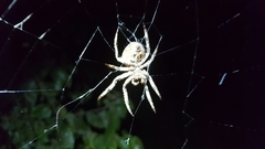 Araneus ventricosus