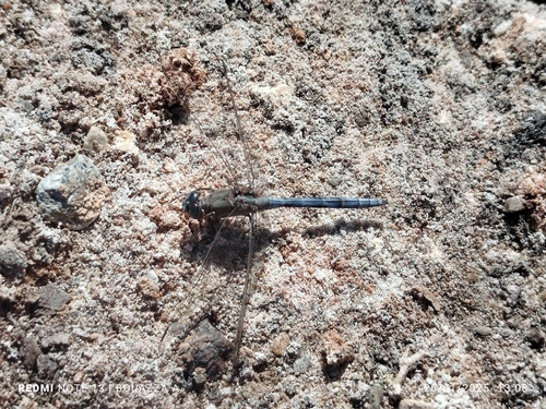 Epaulet Skimmer