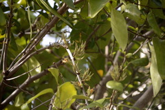 Dendrophthoe pentandra