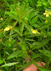 Lysimachia hybrida