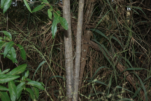 Image of Ehretia saligna by (c) Greg Tasney, some rights reserved (CC BY-SA)