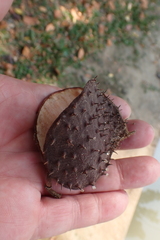 Sindora siamensis